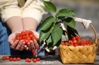 5月18日至6月16日，“櫻桃之約”邀你共赴！